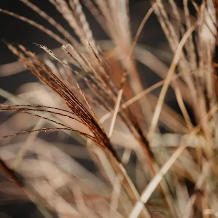 Rheinwald * Weisweil (Emmendingen)