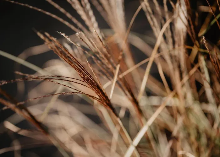 Rheinwald * Weisweil (Emmendingen)